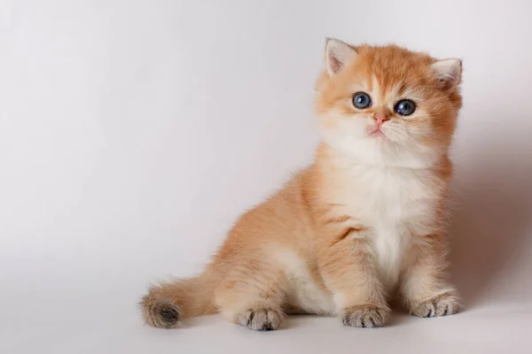 Schattig Klein Katje Zit Een Witte Achtergrond Kitten Golden Chinchilla — Stockfoto