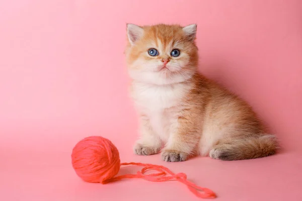 Söt Liten Röd Kattunge Sitter Rosa Bakgrund Med Spela Boll — Stockfoto