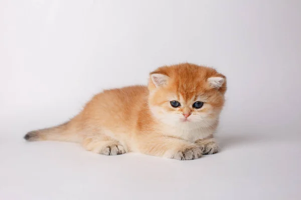 Kitten Golden Chinchilla British Белом Фоне — стоковое фото