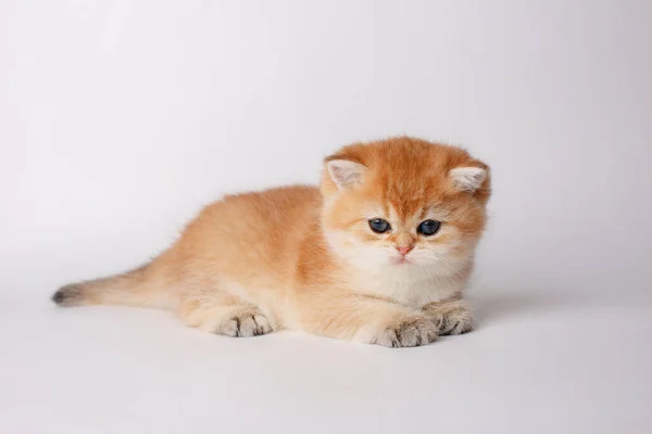 Chaton Chinchilla Doré Britannique Sur Fond Blanc — Photo