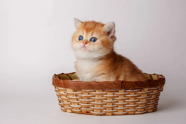 Şirin Küçük Kedi Yavrusu Beyaz Arka Planda Hasır Bir Sepetin — Stok fotoğraf