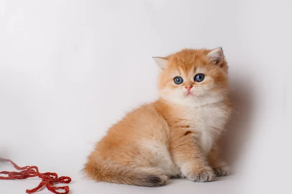 Милый Пушистый Котёнок Золотистый Шиншилла Брит Белом Фоне — стоковое фото