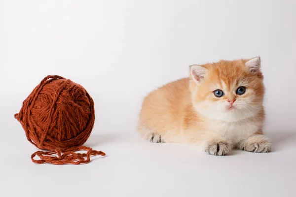 Small Cute Kitten Golden Chinchilla British Ball Thread White Background — Stock Photo, Image