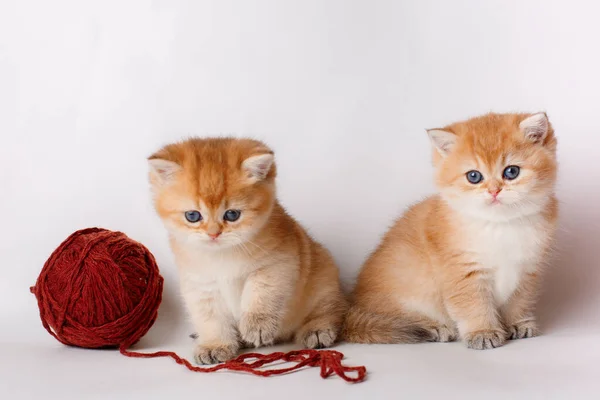 两只可爱的小猫咪金丝雀 英式金丝雀 白色背景上有一个线团 — 图库照片