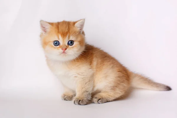 Pequeño Lindo Jengibre Gatito Aislado Blanco Fondo — Foto de Stock