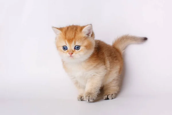 Small Cute Kitten Golden Chinchilla British White Background — Stock Photo, Image