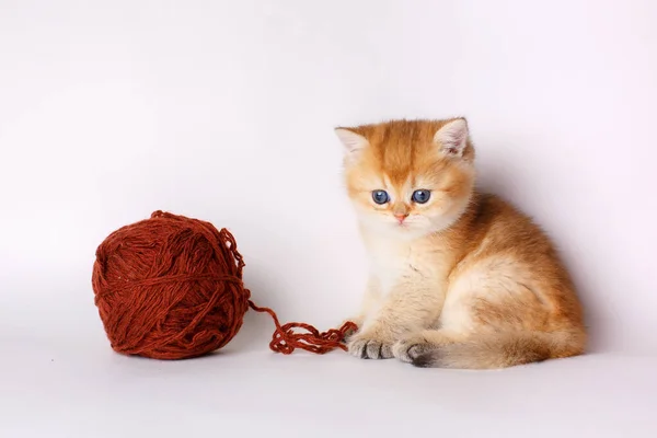 Small Cute Kitten Golden Chinchilla British Ball Thread White Background — Stock Photo, Image