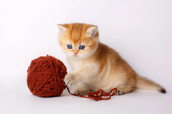 Small Cute Kitten Golden Chinchilla British Ball Thread White Background — Stock Photo, Image