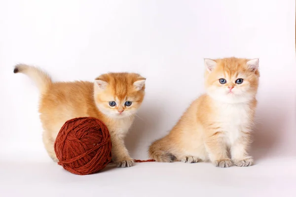 两只可爱的小猫咪金丝雀 英式金丝雀 白色背景上有一个线团 — 图库照片