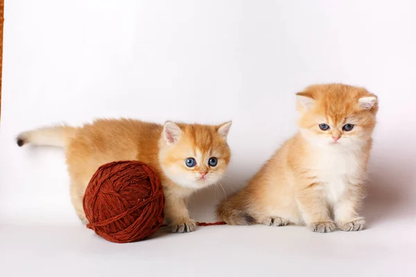 Küçük Sevimli Kedi Yavrusu Altın Çinçilya Ngilizler Beyaz Arka Planda — Stok fotoğraf