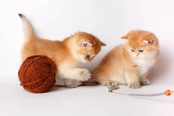Two Small Cute Kittens Golden Chinchilla British Ball Thread White — Stock Photo, Image