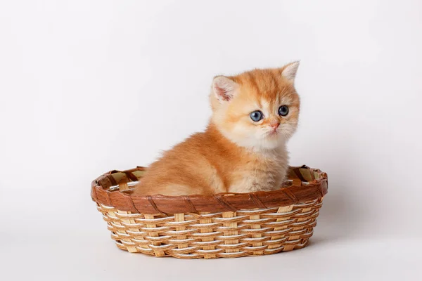 Gatinho Bonito Está Sentado Uma Cesta Vime Fundo Branco Conceito — Fotografia de Stock