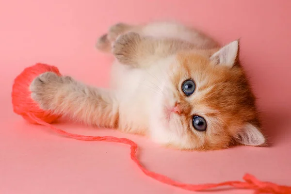Kitten Golden Chinchilla Brits Een Roze Achtergrond Met Een Bal — Stockfoto