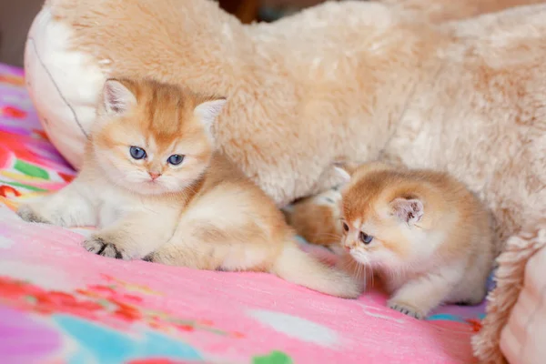 Cute Fluffy Kitten Golden Chinchilla Brit Lying Sofa Home — Stock Photo, Image