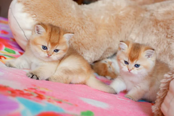 cute fluffy kitten Golden chinchilla Brit is lying on the sofa at home