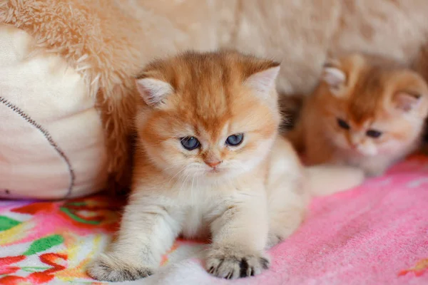 Şirin Tüylü Kedi Yavrusu Altın Çinçilya Britanyalı Evdeki Kanepede Yatıyor — Stok fotoğraf