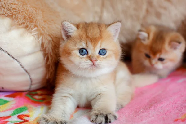 Söt Fluffig Kattunge Golden Chinchilla Brit Ligger Soffan Hemma — Stockfoto