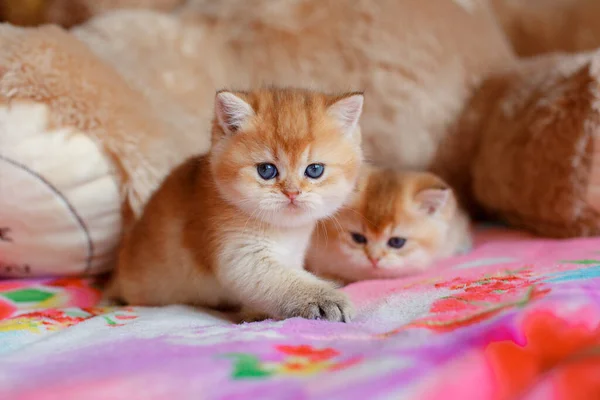 Lindo Peludo Gatito Oro Chinchilla Británico Está Acostado Sofá Casa —  Fotos de Stock