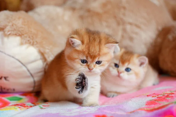 Cute Fluffy Kitten Golden Chinchilla Brit Lying Sofa Home — Stock Photo, Image