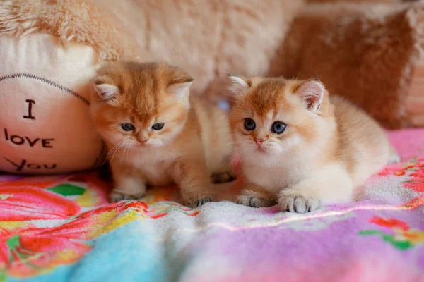 Милый Пушистый Котёнок Golden Chinchilla Brit Лежит Дома Диване — стоковое фото