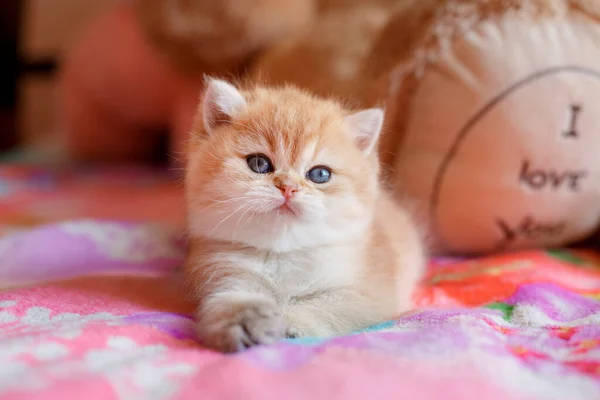 一只可爱的小红猫躺在家里的沙发上看着 — 图库照片