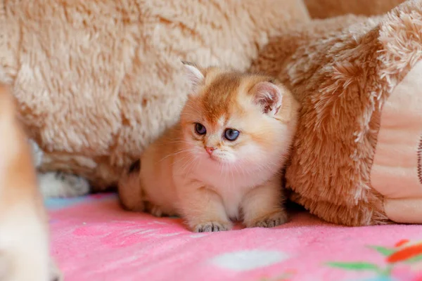 かわいいふわふわ子猫ゴールデンチンチラ英国は自宅でソファに横たわっています — ストック写真