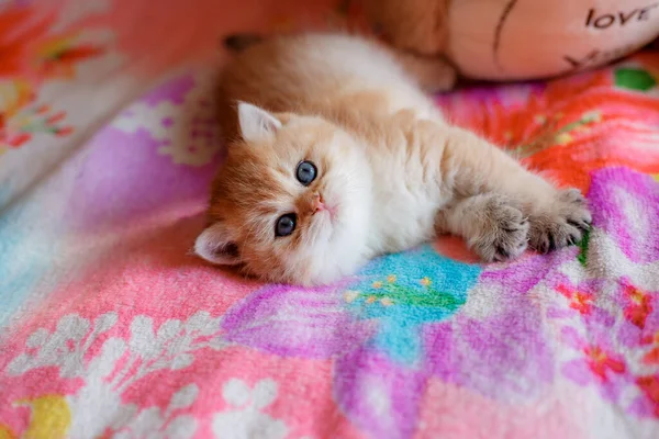 Gatinho Vermelho Pequeno Bonito Está Deitado Sofá Casa Assistindo Jogando — Fotografia de Stock