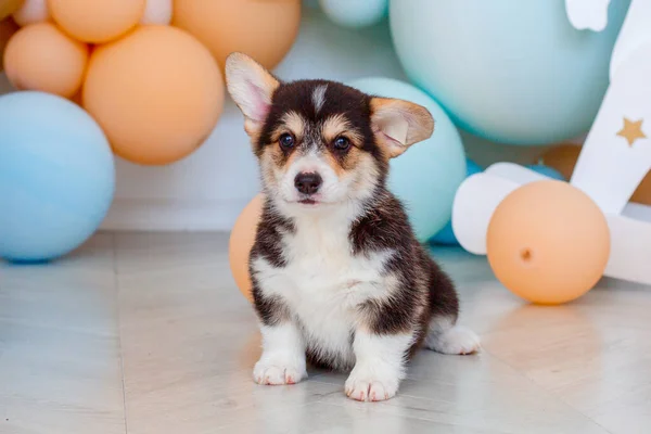 Niedliche Welsh Corgi Pembroke Welpe Auf Dem Hintergrund Von Luftballons — Stockfoto