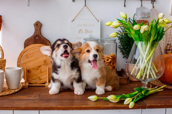 two Welsh Corgi puppies sit on a table near a vase of flowers