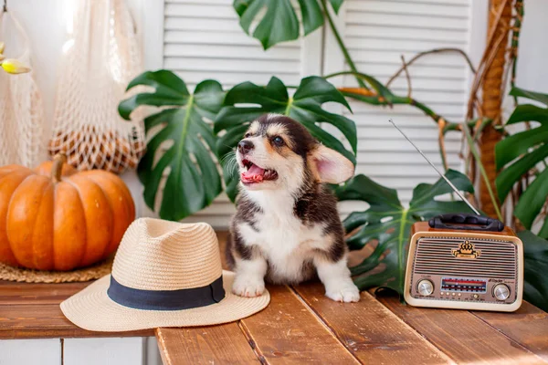 Pembroke Welsh Corgi Anak Anjing Duduk Topi Istirahat Jerami — Stok Foto