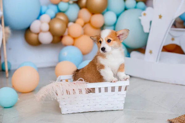 Roztomilé Velšské Corgi Pembroke Štěně — Stock fotografie