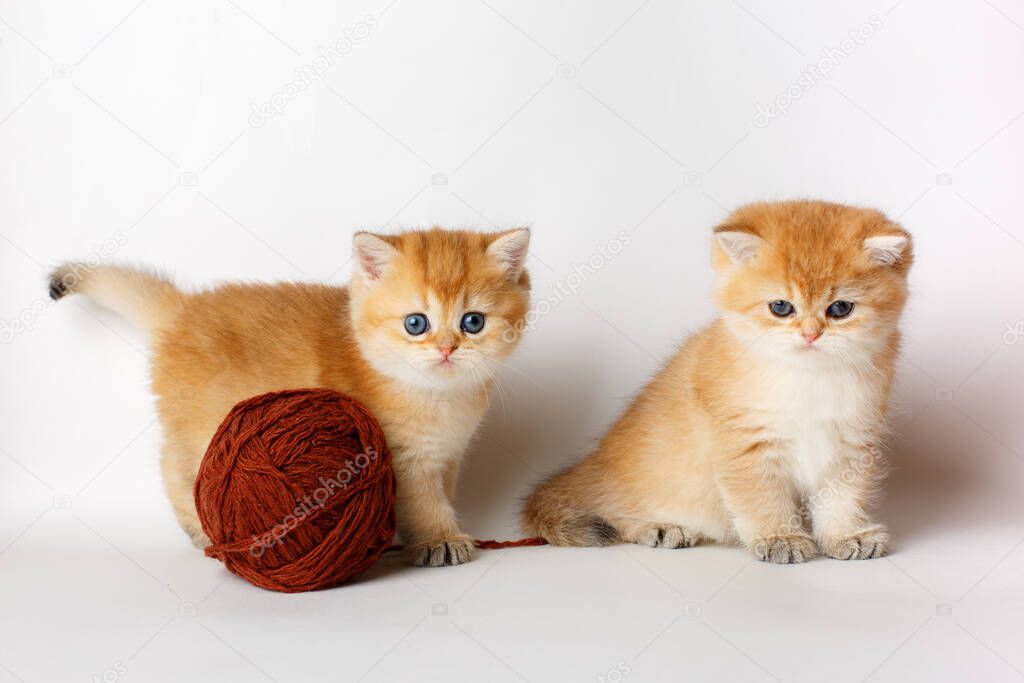 two small cute kittens Golden chinchilla British with a ball of thread on a white background