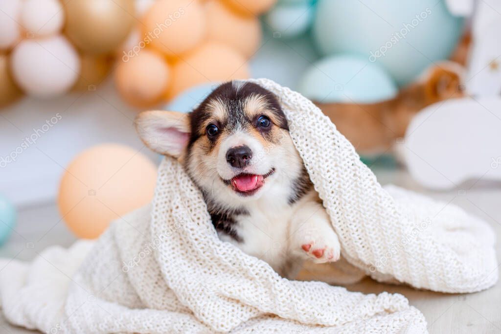 cute Welsh Corgi puppy covered with a blanket