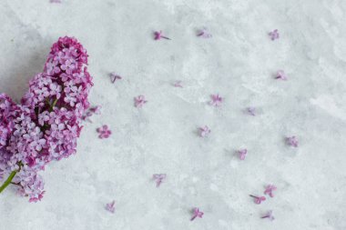 Beyaz arkaplanda pembe çiçekler