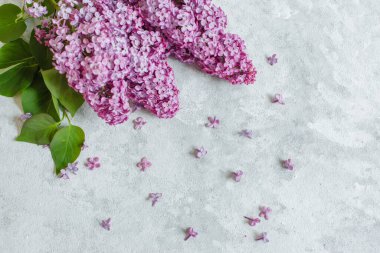 Beyaz arka planda güzel leylak çiçekleri