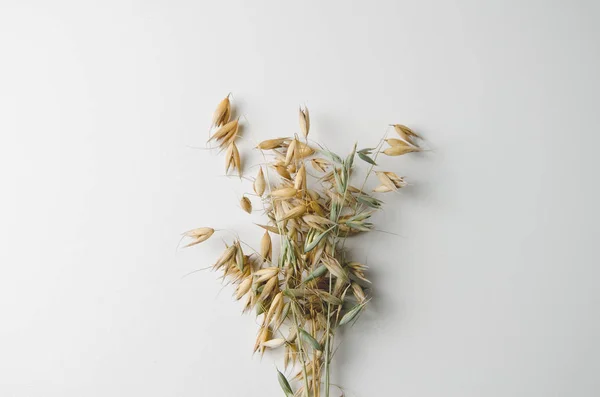 Buquê de outono de espiguetas secas de aveia em um fundo branco — Fotografia de Stock