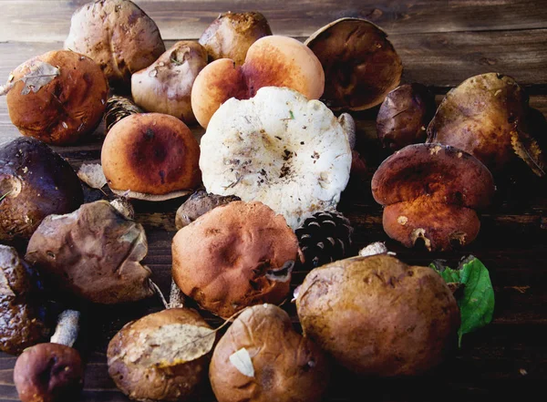 Orman mantarları: beyaz süt mantarı şapkaları, kahverengi boletus, eski tahtalara yakın süt otları.