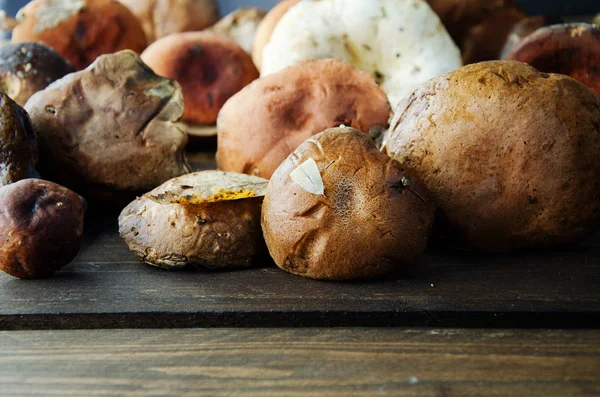 Orman mantarları: beyaz göğüs şapkaları, kahverengi mantar, eski tahtalara yakın süt otları.