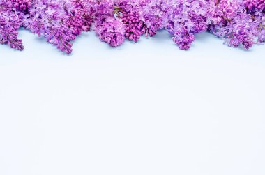 Leylak demetleri, görüntünün üst kısmındaki mavi arka planda katı bir çizgide uzanıyorlar. Uzayı kopyala, yatay arkaplan