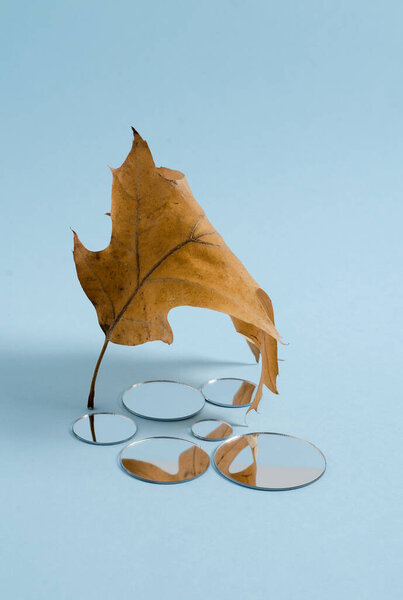 Осенний дубовый лист стоит на синем фоне круглых зеркал лежат с отражением частей дубового листа, мягкий селективный фокус, копировальное пространство, вертикальное изображение