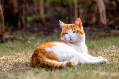 Güneşli bir günde, beyaz ve kırmızı bir kedi çimlerin üzerinde uzanıyor.