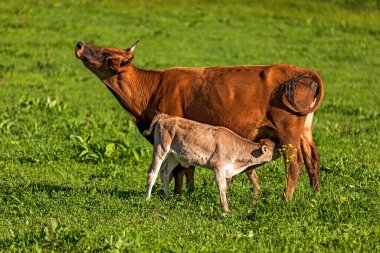 Yeşil çayırda buzağısı olan inek.