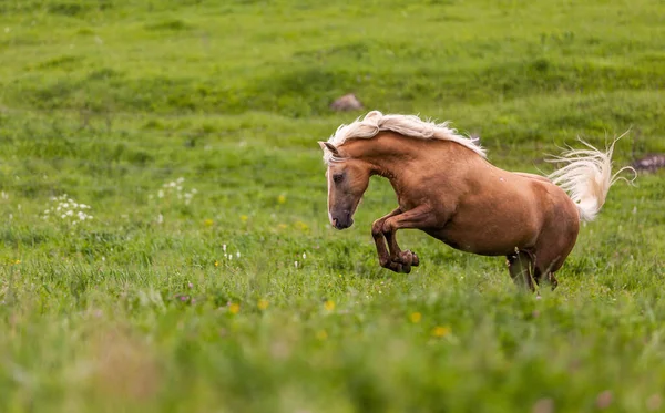 Cavalo Marrom Com Uma Crina Branca Pastoreia Prado Verde — Fotografia de Stock