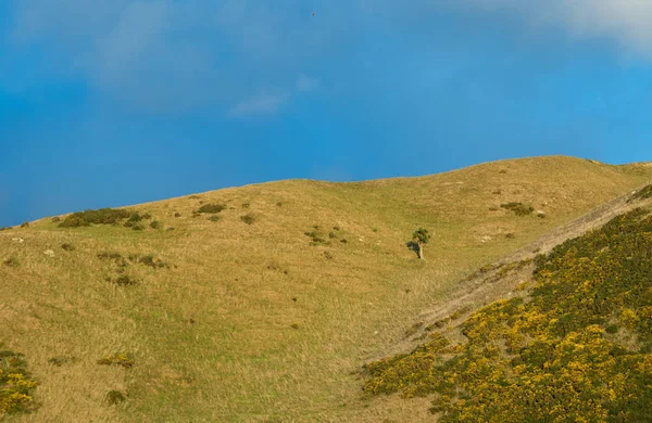 Albero Cavolo Tutto Solo Grande Fianco Della Collina — Foto Stock