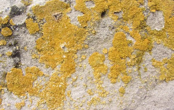 Xanthoria parietina, also known as common orange lichen, yellow scale, maritime sunburst lichen and shore lichen on the bark of tree trunk. Tree branch with lichen, close-up. — Stock Photo, Image