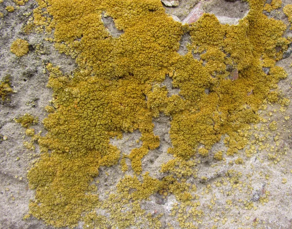 Xanthoria parietina, also known as common orange lichen, yellow scale, maritime sunburst lichen and shore lichen on the bark of tree trunk. Tree branch with lichen, close-up. — Stock Photo, Image