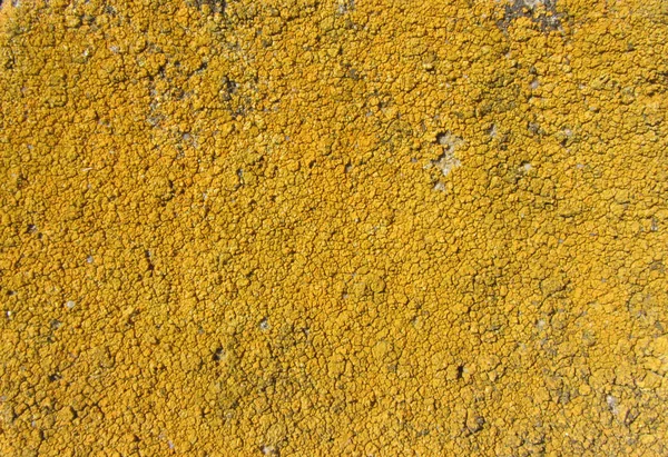 Xanthoria parietina, також відомий як поширених лишайниками помаранчевий, жовтий масштабу, морські sunburst лишайниками і берега лишайників на корі стовбур дерева. Гілка дерева з лишайників, Закри. — стокове фото
