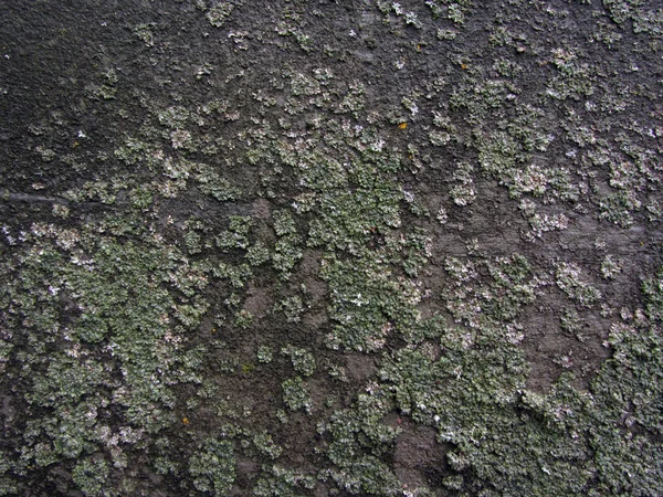 Abstract green lichen on concrete slab for background texture — Stock Photo, Image