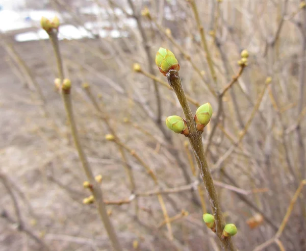 春天在丁香灌木上的第一个春芽 — 图库照片