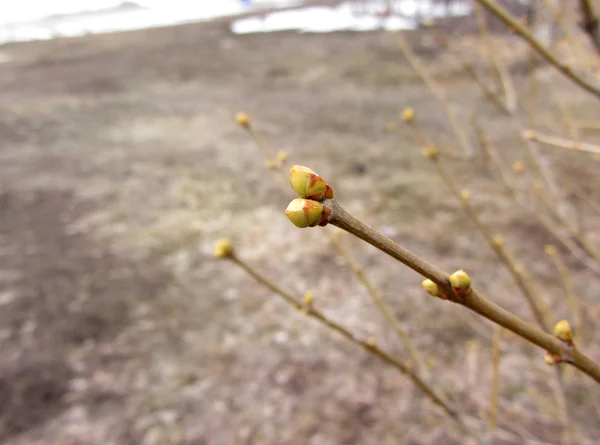 Primi germogli primaverili su cespuglio lilla in primavera — Foto Stock